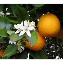D Limonene